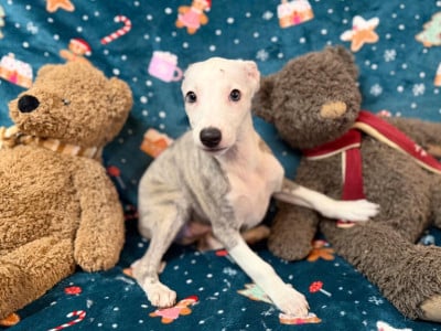 Les chiots de Whippet