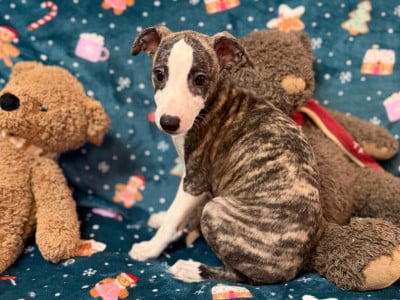 Les chiots de Whippet