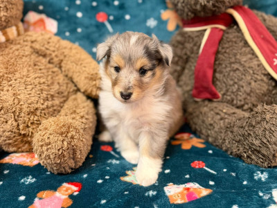 Les chiots de Shetland Sheepdog