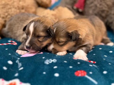 Les chiots de Shetland Sheepdog