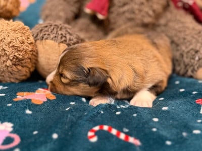 Les chiots de Shetland Sheepdog