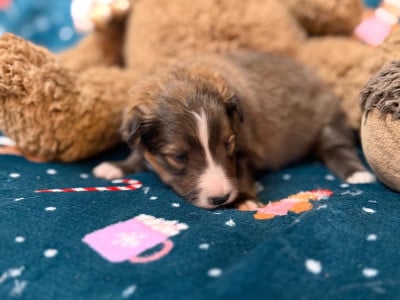 Les chiots de Shetland Sheepdog