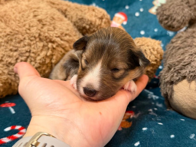 Les chiots de Shetland Sheepdog
