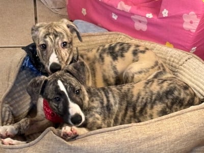 Les chiots de Whippet