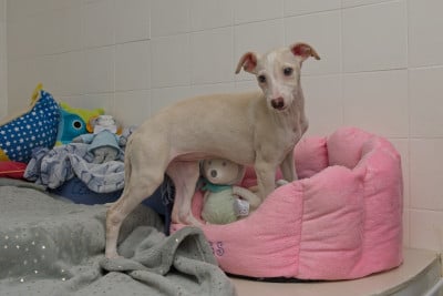 Les chiots de Whippet