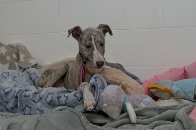 Les chiots de Whippet