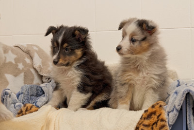 Les chiots de Shetland Sheepdog