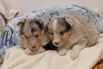 Les chiots de Shetland Sheepdog