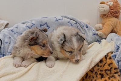Les chiots de Shetland Sheepdog
