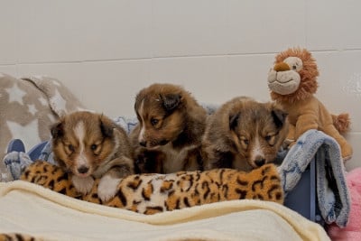 Les chiots de Shetland Sheepdog