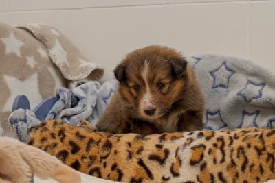 Les chiots de Shetland Sheepdog