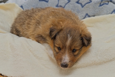 Les chiots de Shetland Sheepdog