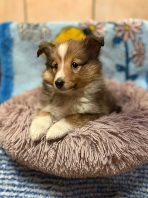 Les chiots de Shetland Sheepdog