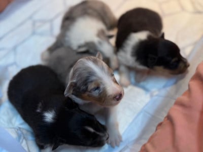 Les chiots de Shetland Sheepdog