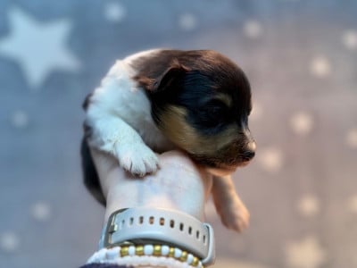 Les chiots de Shetland Sheepdog