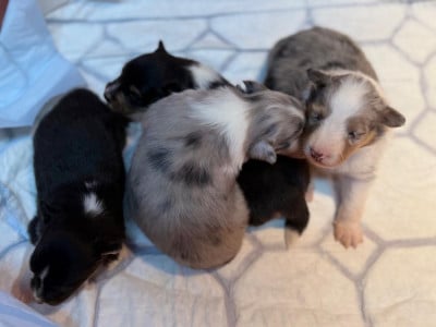 Les chiots de Shetland Sheepdog
