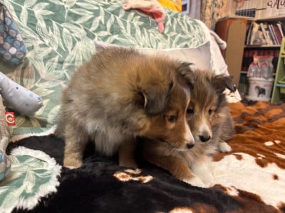 Les chiots de Shetland Sheepdog