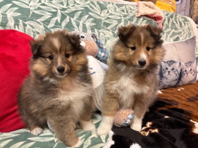 Les chiots de Shetland Sheepdog