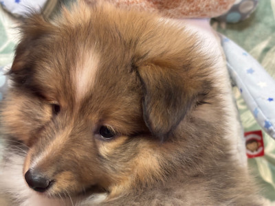 Les chiots de Shetland Sheepdog