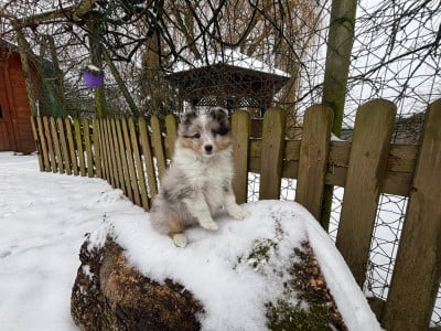 Les chiots de Shetland Sheepdog