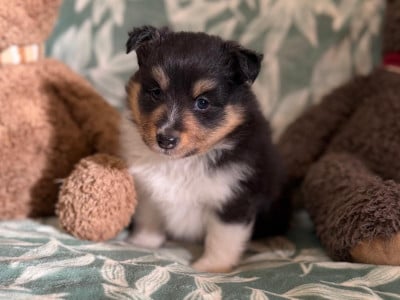 Les chiots de Shetland Sheepdog