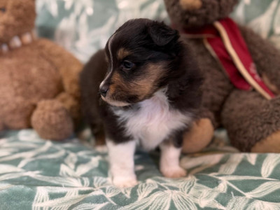 Les chiots de Shetland Sheepdog