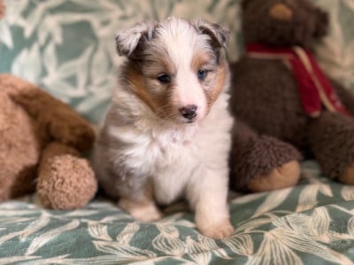 Les chiots de Shetland Sheepdog