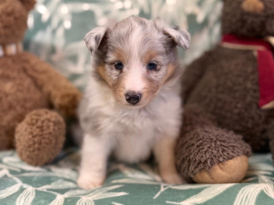 Les chiots de Shetland Sheepdog