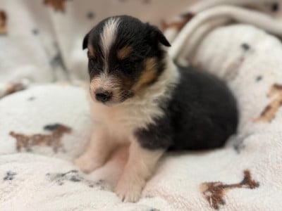 Les chiots de Shetland Sheepdog