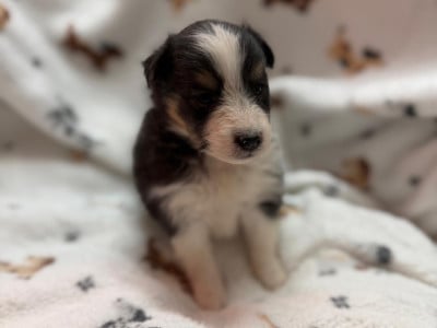 Les chiots de Shetland Sheepdog