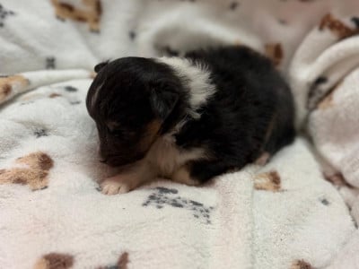 Les chiots de Shetland Sheepdog