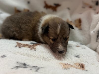 Les chiots de Shetland Sheepdog
