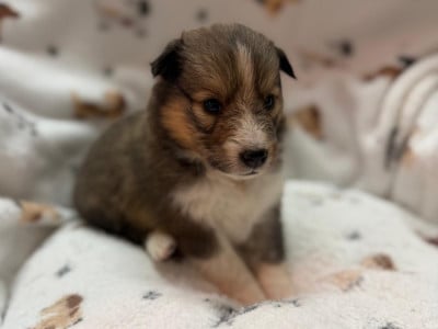 Les chiots de Shetland Sheepdog