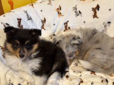 Les chiots de Shetland Sheepdog