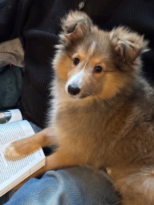 Les chiots de Shetland Sheepdog
