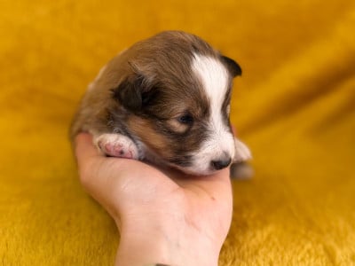 Les chiots de Shetland Sheepdog