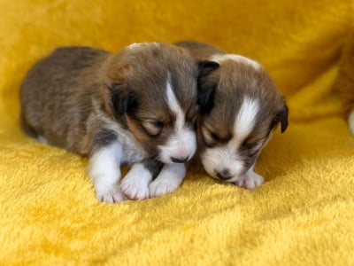 Les chiots de Shetland Sheepdog
