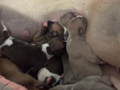 Les chiots de Whippet