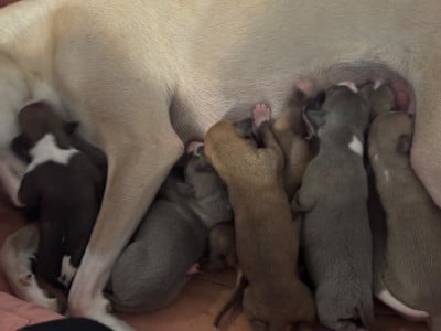 Les chiots de Whippet