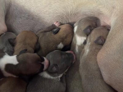 Les chiots de Whippet
