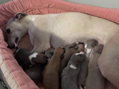 Les chiots de Whippet