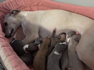 Les chiots de Whippet