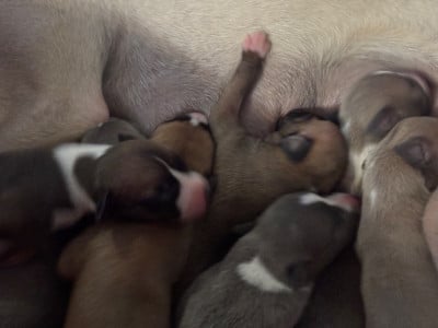 Les chiots de Whippet