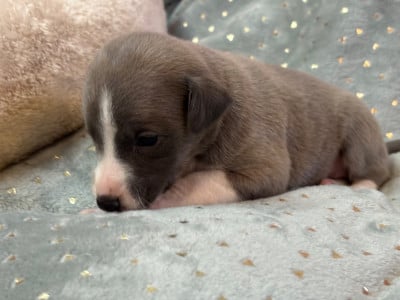 Les chiots de Whippet