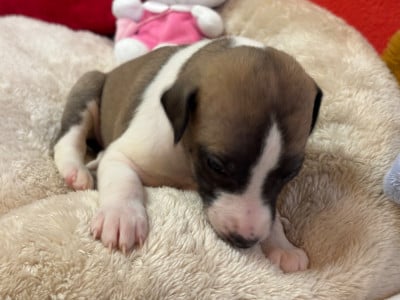 Les chiots de Whippet