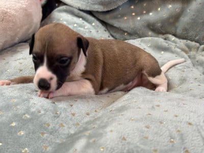 Les chiots de Whippet