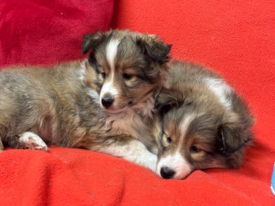 Les chiots de Shetland Sheepdog