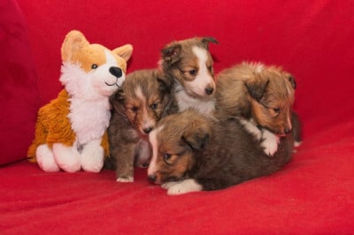 Les chiots de Shetland Sheepdog