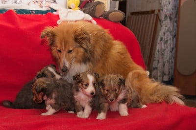 Les chiots de Shetland Sheepdog