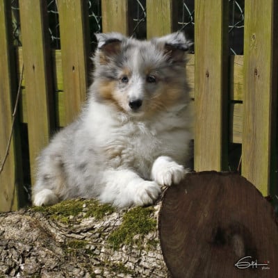 Les chiots de Shetland Sheepdog